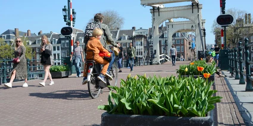 Guys walking on the Magere bridge in spring with tulips