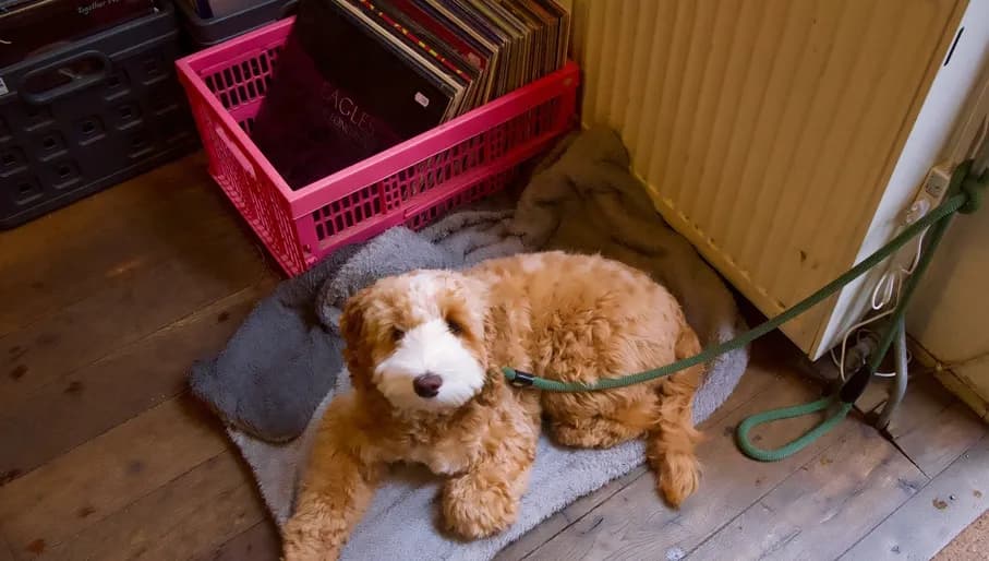 waxell records, owner's dog