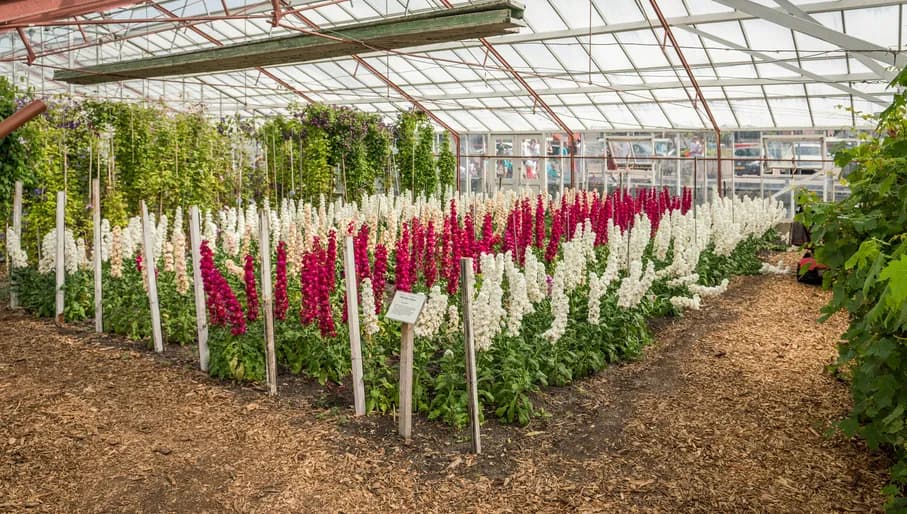 Historical garden of Aalsmeer.