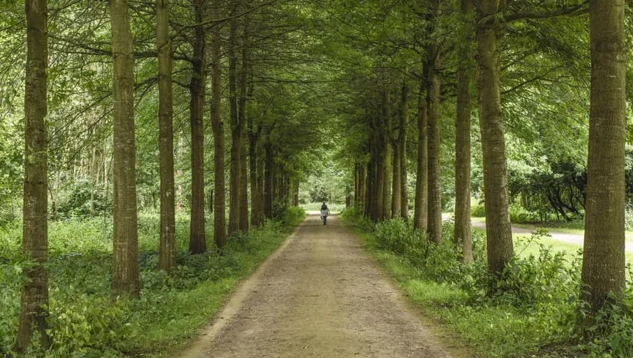 Diemerbos person walking