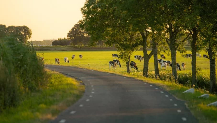 A road that goes through the Goois Nature reserve Rondehoep