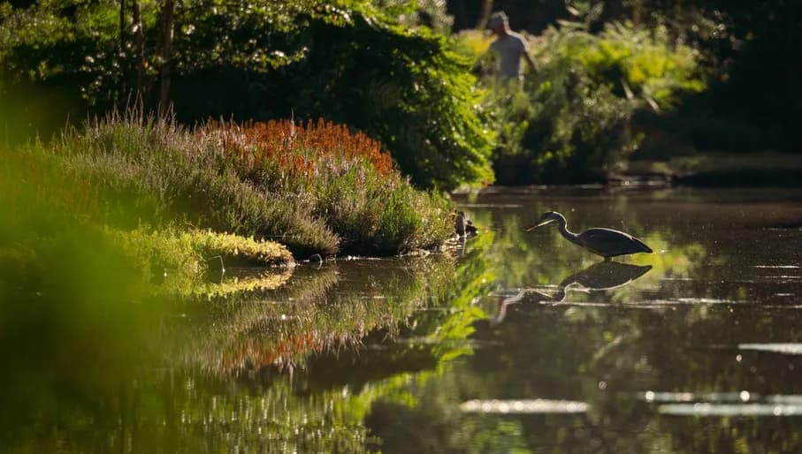 Birds in the water in Heempark of Amstelveen.