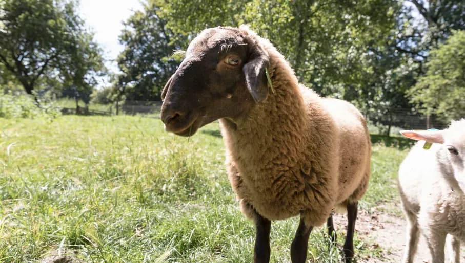 Vroege Vogelbos Almere