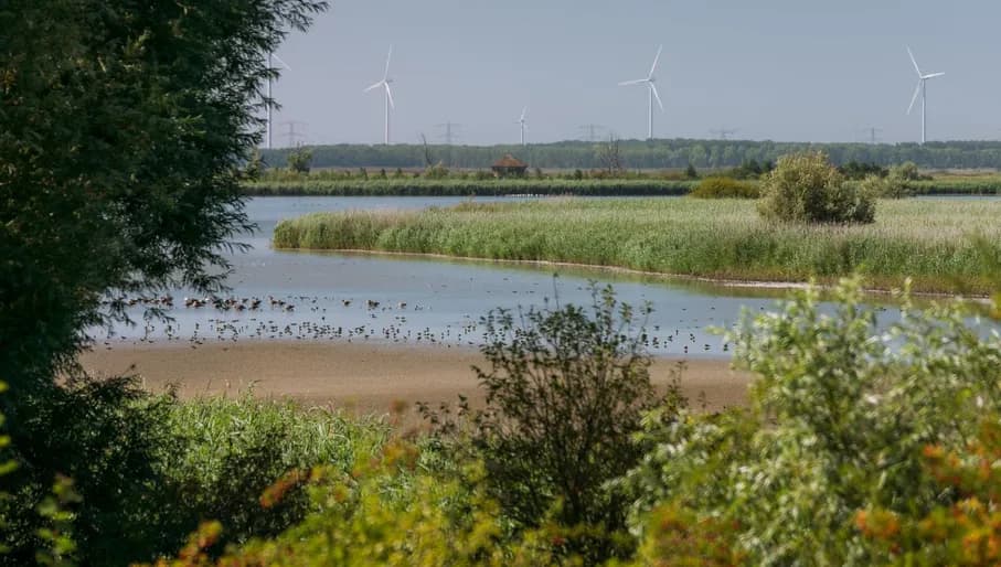 Oostvaardersplassen in Flevoland.