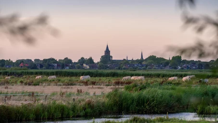 Cows graze in the meadow of Broek in Waterland.