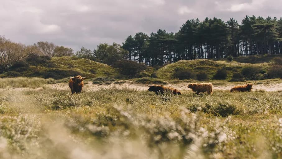 Bull at Nationaal park Zuid-Kennemerland