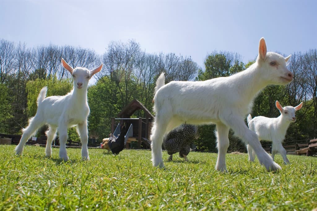 Geitenboerderij Ridammerhoeve