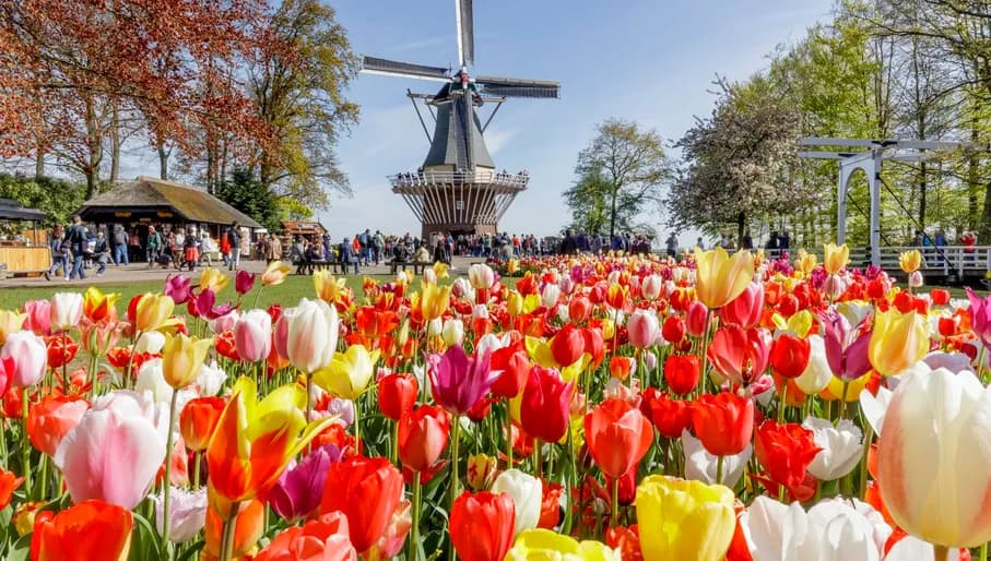 Keukenhof Windmill and Tulips