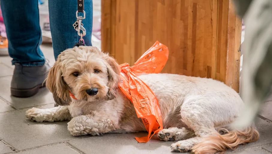 A dog on a leash laying down