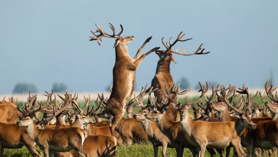 Oostvaardersplassen Fighting Stags National Park Nieuw Land