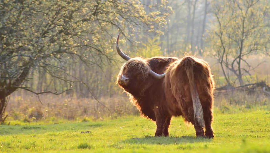 Schotse Hooglander in Het Twiske