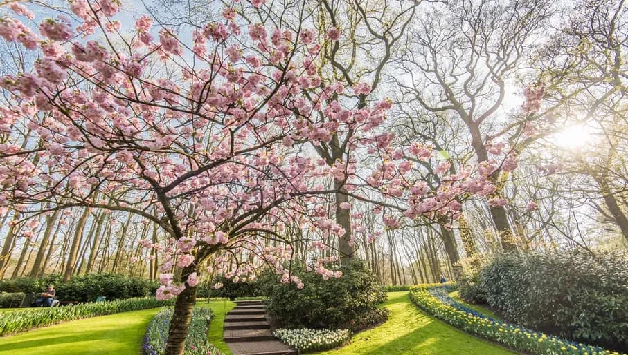 Keukenhof, also known as the Garden of Europe, is the world's second-largest flower garden. It is situated in Lisse, the Netherlands.
Blossoming tree.